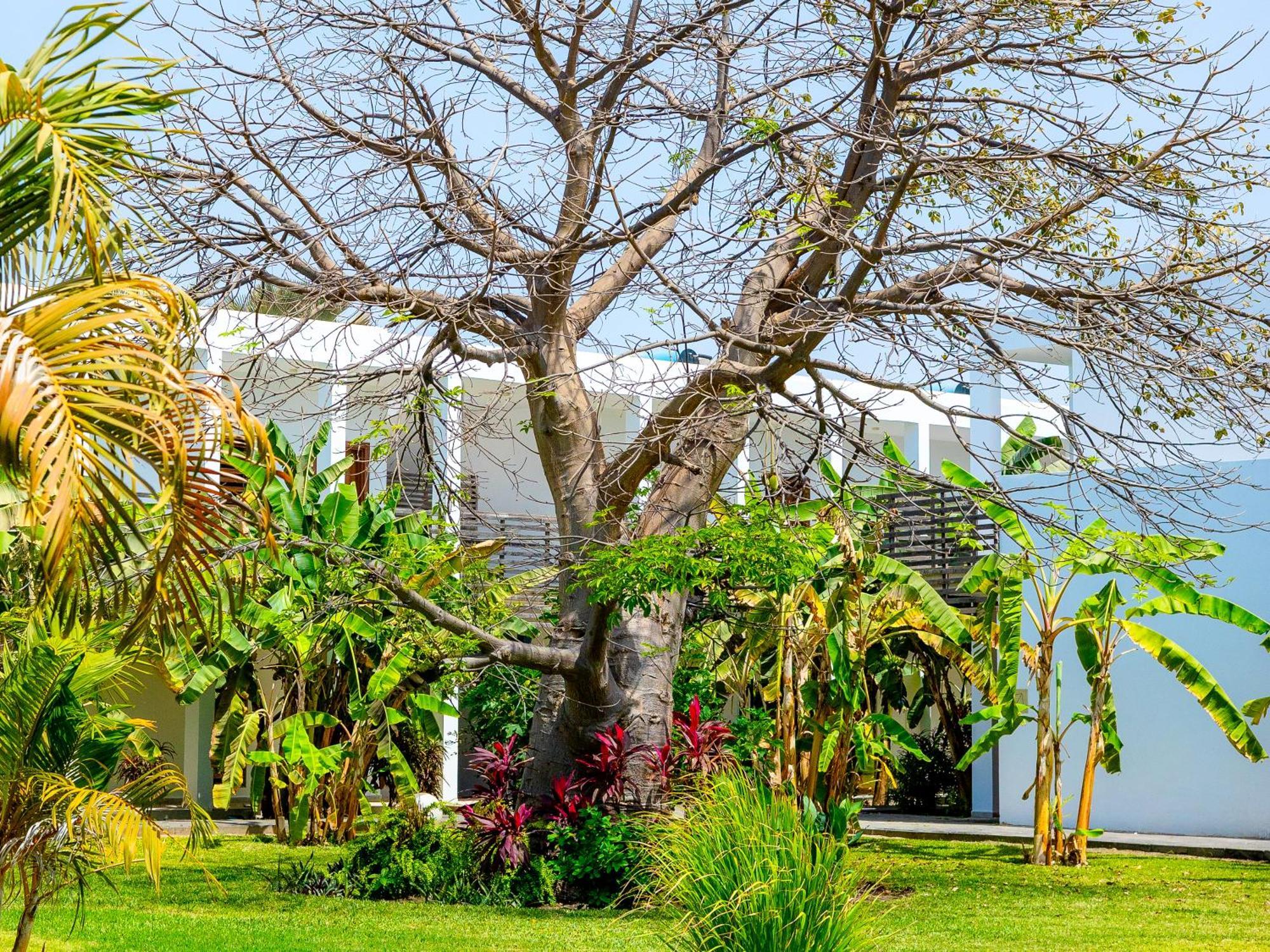 Tamala Beach Resort (Adults Only) Kotu Exterior foto